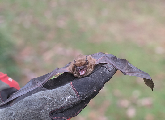 Bat removal from attic