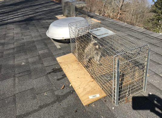 Raccoon Trap on Roof