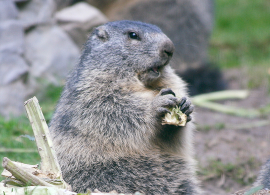 Groundhog in yard Huntsville