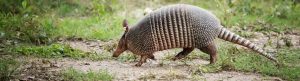 armadillo removal services in huntsville al