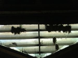 bats in attic