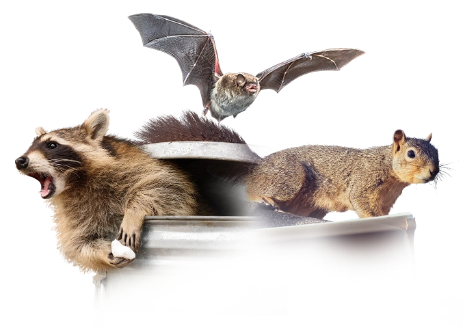 wildlife nuisance animals 4twildlife removal