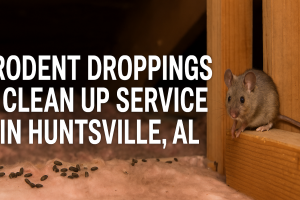 rodent droppings cleanup wildlife removal huntsville al